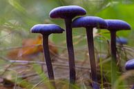 Purple Amethyst mushroom io the Holtingerveld by Jânio Tjoe-Awie thumbnail