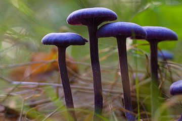Paarse Amethistzwam paddenstoel in het Holtingerveld van Jânio Tjoe-Awie