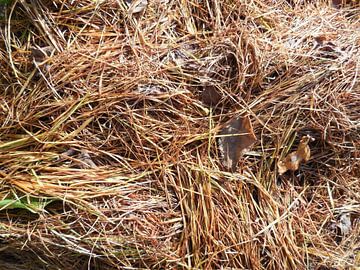 Herfst op zijn herfst.