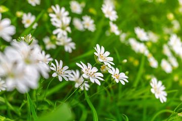 Kippenkruid - Stellaria holostea van Mixed media vector arts