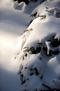 Verschneite Kiefern in einer ländlichen Naturkulisse | Fine Art Photo Print | Poster von Karijn | Fine art Natuur en Reis Fotografie