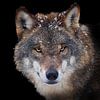 Wolf portrait by gea strucks