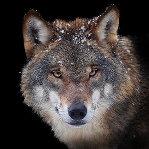 Wolf Porträt