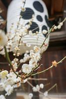 Witte Japanse abrikoos in bloei