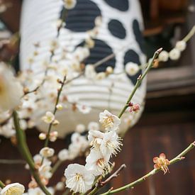 Witte Japanse abrikoos in bloei van Sacha Ooms