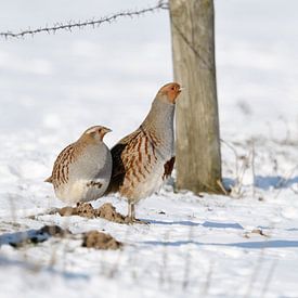 Hen and cock... Partridge *Perdix perdix*, pair with clearly sic