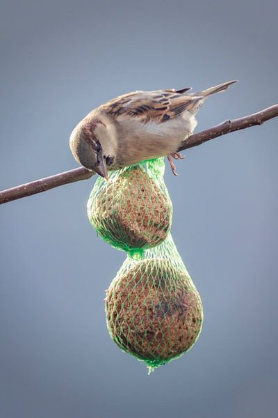 Spatz am Tisch von Jan van der Knaap