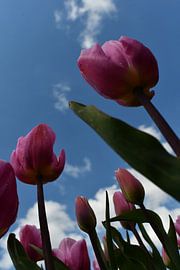 Tulpen von Mirjam de Jongh