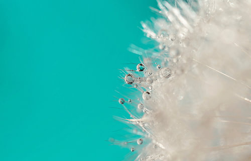 Skies of Blue – Paardenbloempluis met Waterdruppels | Blauwe Macro Natuurfotografie