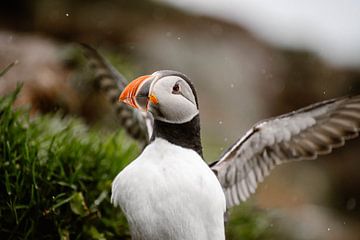 Papegaaiduiker IJsland van Inge de Lange