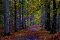 Peerdsbos