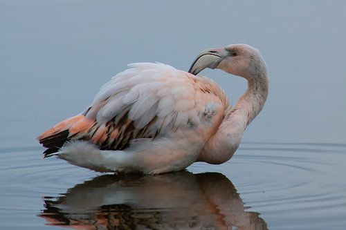 Flamingo in het water