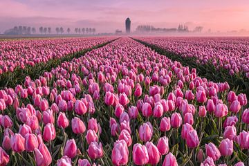 Champ de tulipes roses par un matin brumeux sur Sander Groenendijk