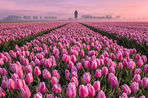 Tulpenveld Goeree - Overflakkee