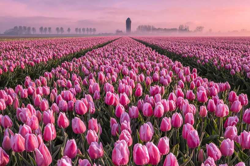 Tulip field Goeree - Overflakkee by Sander Groenendijk