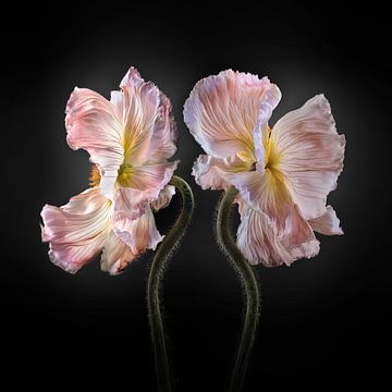 Poppies Escape No 11 van Jo van den Berg
