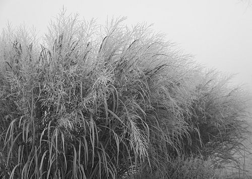 Gras in zwart wit