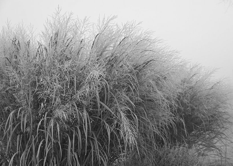 Gras in Schwarz und Weiß von Jose Lok