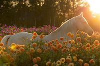 Cheval dans un champ de fleurs, Dahlia, au coucher du soleil - Dreamy Nature Photography