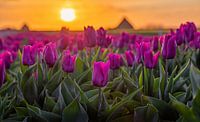 Tulpen op Texel tijdens zonsopkomst. van Justin Sinner Pictures ( Fotograaf op Texel) thumbnail