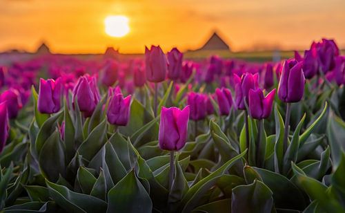 Tulpen op Texel tijdens zonsopkomst.