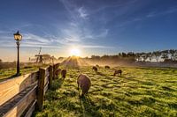 So niederländisch wie möglich.