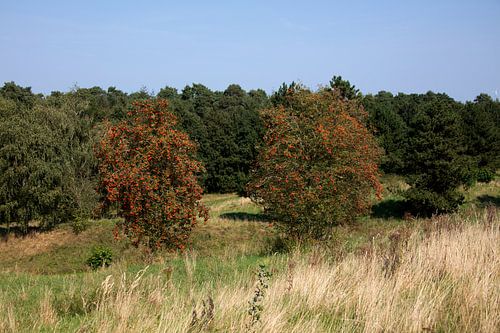 Ontdek de natuur in een bosrijk gebied in Emsland, Nedersaksen, Duitsland