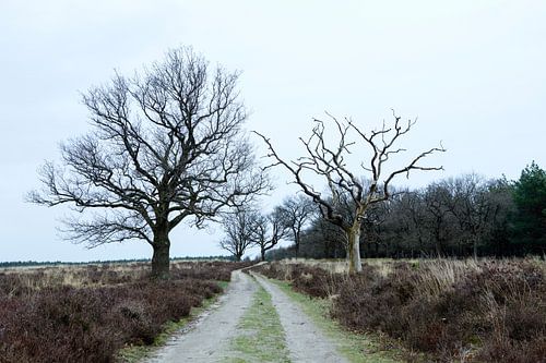 Deelerwoud, Veluwe Gelderland