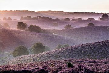 Netherlands, Rheden. Veluwezoom National Park. Flowering heathland.