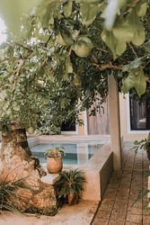 Botanisch | Zwembad | Mexico