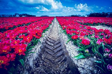 Tulpen rood van peterheinspictures