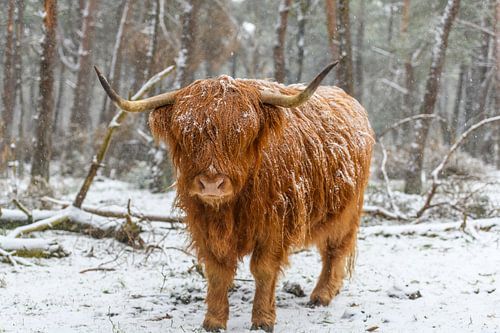 Portret van een Schotse Hooglander koe in de sneeuw