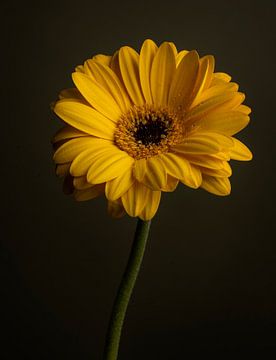 Gele bloem - fine art foto print van Misty Melodies