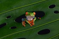 Frog in leaf of tree by Dick van Duijn thumbnail