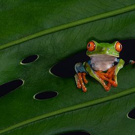 Grenouille dans une feuille d'arbre sur Dick van Duijn