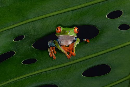Frog in leaf of tree