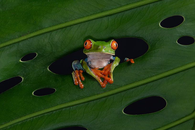 Frog in leaf of tree by Dick van Duijn
