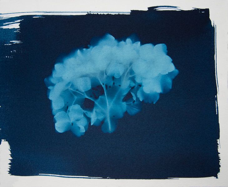 Hortensia van Greetje Heemskerk