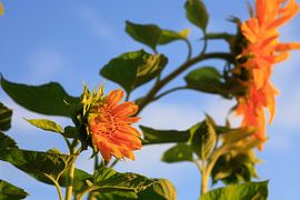 Summertime by Thomas Jäger