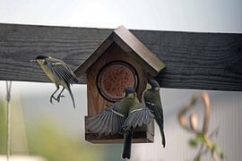 Koolmees von Gisella Zuidema