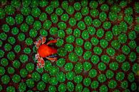 Green coral world by DesignedByJoost thumbnail