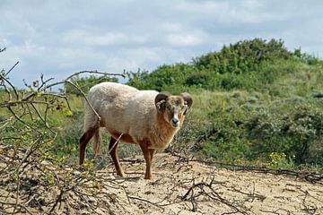 Geit in duinen van Hofstadfotografie