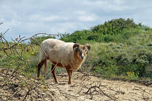 Goat in the dunes