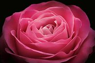 Roze roos  van Nicole Jagerman thumbnail