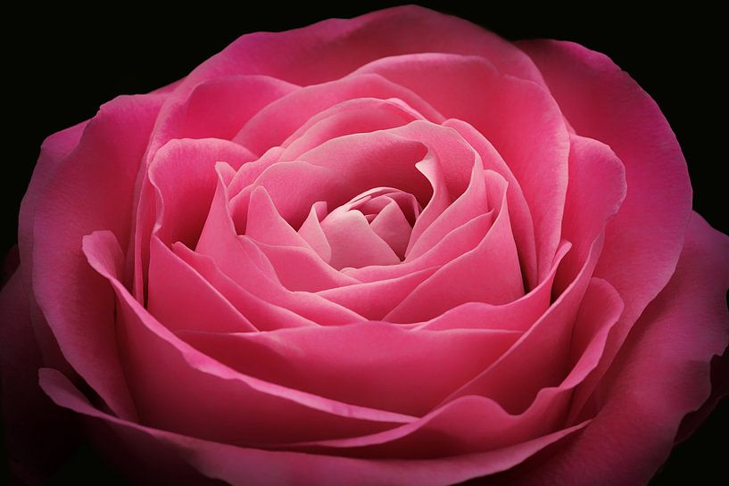 Roze roos  van Nicole Jagerman