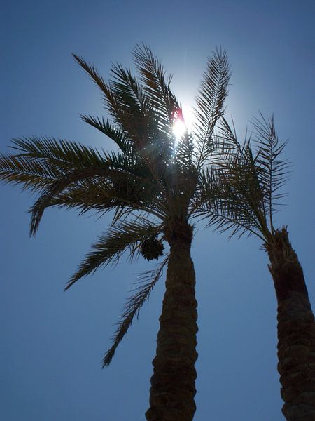 Div. von Danielle van der Kolk