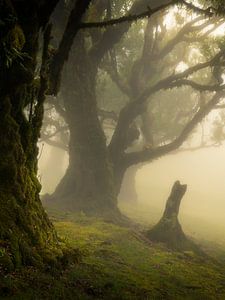 La forêt Fanal avec les magnifiques arbres Laurisilva sur l'île de Madère sur Jos Pannekoek