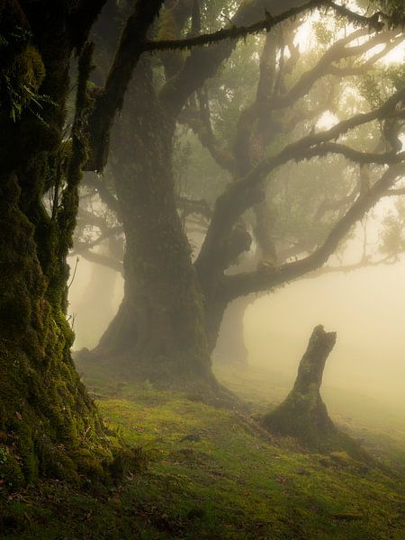 La forêt Fanal avec les magnifiques arbres Laurisilva sur l'île de Madère par Jos Pannekoek