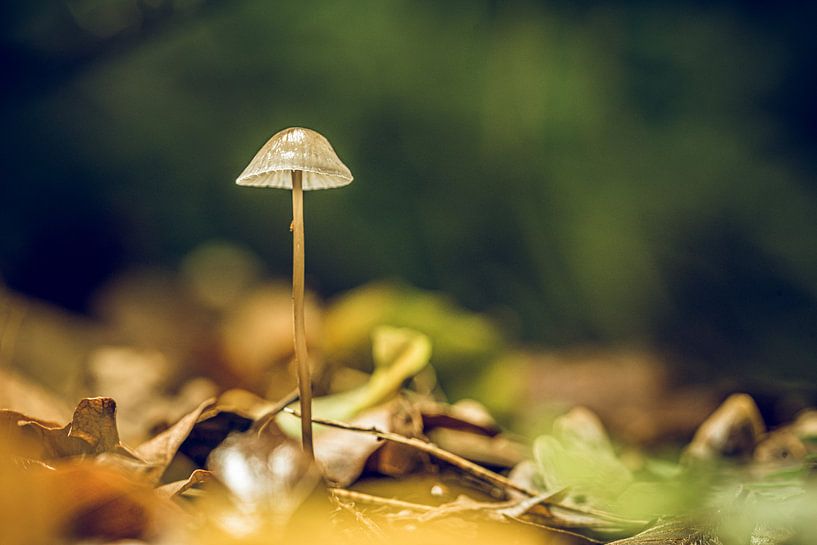Scènes d'automne 2019 par Hans Lunenburg