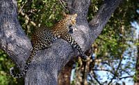 Luipaard in een boom - Wilde dieren in Afrika van W. Woyke thumbnail